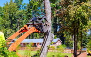What makes a tree removal service reliable?