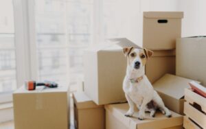 Moving House with Pets